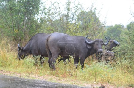 Buffalo africain dans le parc national Kruger, Mpumalanga, Afrique du Sud
