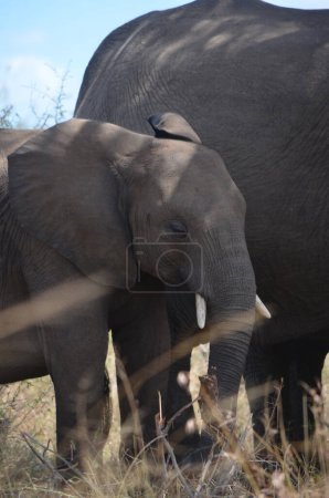Foto de Elefante africano con su cría en el Parque Nacional Kruger, Mpumalanga, Sudáfrica - Imagen libre de derechos