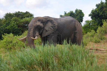 Foto de Elefante africano en el Parque Nacional Kruger, Mpumalanga, Sudáfrica - Imagen libre de derechos