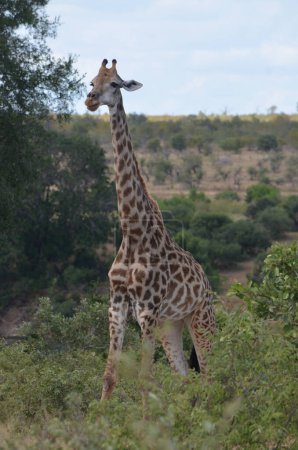 Żyrafa w Parku Narodowym Kruger, Mpumalanga, Republika Południowej Afryki