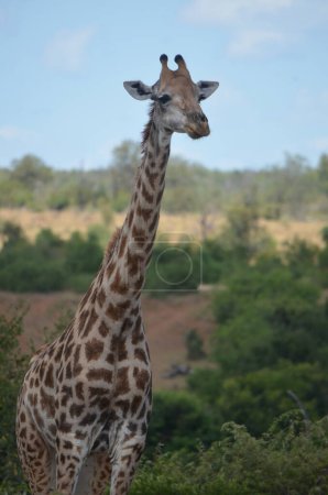 Foto de Jirafa en el Parque Nacional Kruger, Mpumalanga, Sudáfrica - Imagen libre de derechos