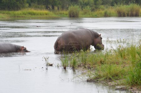 Foto de Hipopótamo en el Parque Nacional Kruger, Mpumalanga, Sudáfrica - Imagen libre de derechos