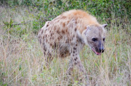 Foto de Hiena en el Parque Nacional Kruger, Mpumalanga, Sudáfrica - Imagen libre de derechos