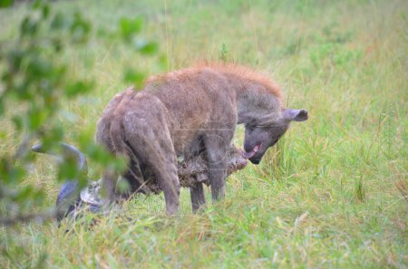 Foto de Hiena en el Parque Nacional Kruger, Mpumalanga, Sudáfrica - Imagen libre de derechos