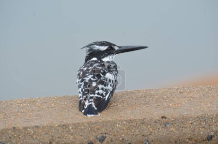Pied Kingfisher in Kruger National Park, Mpumalanga, South Africa