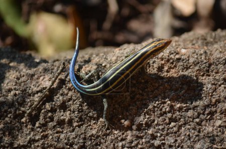 Rainbow Skink in Kruger National Park, Mpumalanga, South Africa