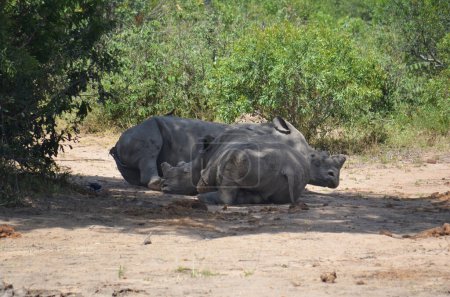 Rinoceronte en el Parque Nacional Kruger, Mpumalanga, Sudáfrica