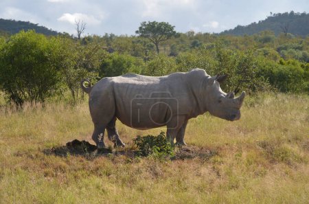 Foto de Rinoceronte en el Parque Nacional Kruger, Mpumalanga, Sudáfrica - Imagen libre de derechos