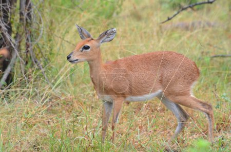 Steenbok en el Parque Nacional Kruger, Mpumalanga, Sudáfrica