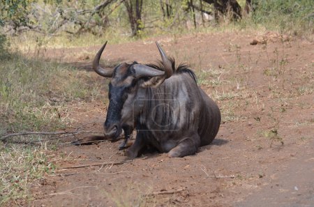Foto de Blue Wildebeest en el Parque Nacional Kruger, Mpumalanga, Sudáfrica - Imagen libre de derechos