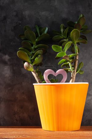 Photo for Succulent plant in orange pot. Creative Money tree with green leaves in minimal style.Feng shui home interior decor, urban jungle florarium. Earth day,eco house concept ,windowsill greenery.Copy space - Royalty Free Image