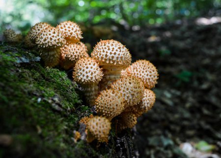 Zotteliger Pilz in der Natur