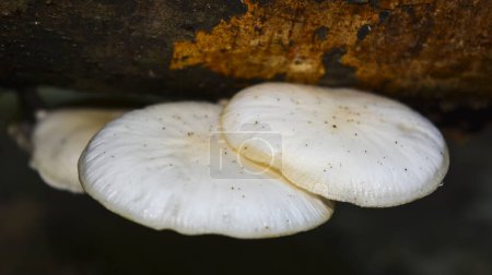 Photo for White Mushroom on a tree - Royalty Free Image