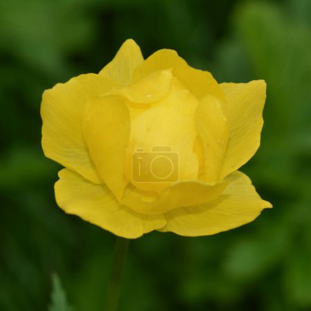 Yellow flower in the garden