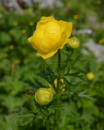 Yellow Globe flower in nature