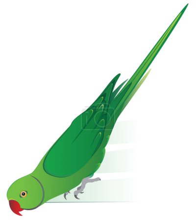 Illustration for Parrot, Rose-Ringed Parakeet - Royalty Free Image
