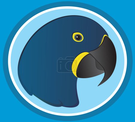 Blue Macaw - Hyacinth parrot