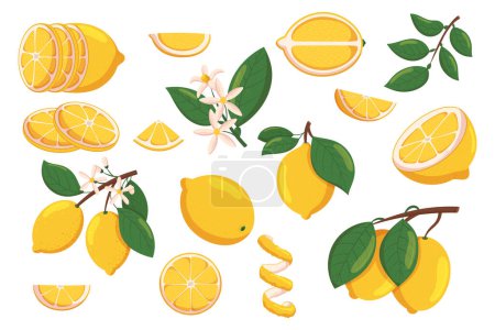 Illustration for Set of Lemons, Sliced and Whole Citrus Fruits, Blooming Flowers, Branches with Leaves, Pieces and Rings, Peel Spiral Isolated on White Background. Cartoon Vector Illustration - Royalty Free Image