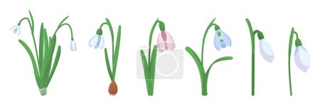Téléchargez les illustrations : Snowdrop Flowers Isolated on White Background. Spring Blossoms Blooming, Floral Design Elements for Springtime Invitation or Greeting Card. Beautiful Forest Plants. Cartoon Vector Illustration - en licence libre de droit
