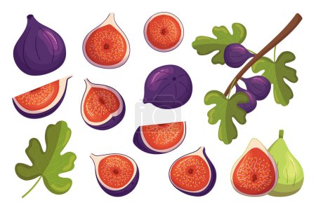 Illustration for Set of Figs Sweet, Juicy, Crunchy Fruits and Fig Tree Branches with Leaves. Desserts with Smooth Skin And Red Flesh Dotted With Seeds. Snack, Tasty Ingredient Icons. Cartoon Vector Illustration - Royalty Free Image