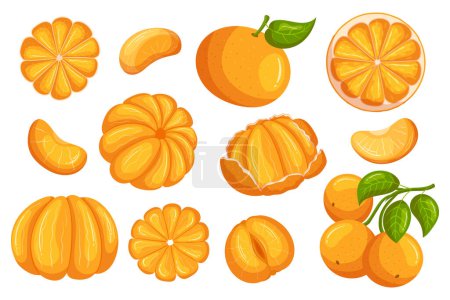 Illustration for Set of Mandarin Fruits, Bright And Juicy Fresh Citrus, Snacking Tasty Fruits. Peeled, Unpeeled, Whole and Sliced, Hanging on Tree Branch Isolated on White Background. Cartoon Vector Illustration - Royalty Free Image