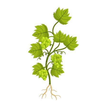 Illustration for Grapes Plant with Ripe Berries, Green Leaves and Roots. Deciduous Woody Vine Requires Trellising For Support, Prefers Well-drained Soil And Warm Climate For Optimal Growth. Cartoon Vector illustration - Royalty Free Image