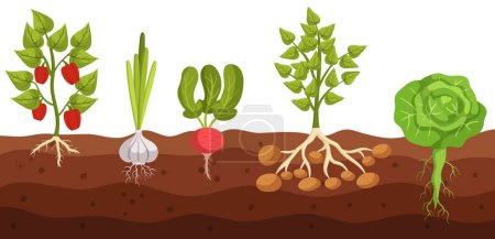 Vue en coupe transversale de la croissance du poivron de légumes, de l'ail, du radis, de la pomme de terre et du chou dans le sol, révélant des racines entrelacées avec le sol, tandis que la tige et les feuilles émergent. Illustration vectorielle de bande dessinée