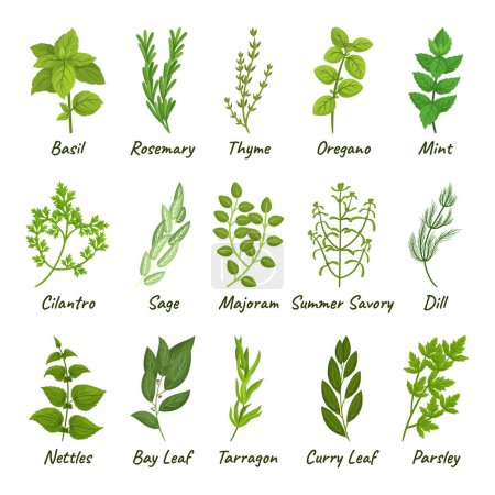 Illustration for Set Of Culinary Herbs Basil, Thyme, Rosemary, Parsley, And Oregano, Mint, Cilantro, Sage, Marjoram And Summer Savory. Dill, Nettles, Bay Leaf And Tarragon With Curry Leaf. Cartoon Vector Illustration - Royalty Free Image