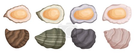 Ilustración de Las ostras delicadas y brillantes son moluscos bivalvos conocidos por su sabor y textura únicos. A menudo disfrutan crudos o cocinados, se consideran una delicadeza con sabores distintivos. Ilustración de vectores de dibujos animados - Imagen libre de derechos