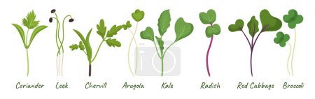 Illustration for Microgreens Seedlings Collection. Coriander, Leek, Chervil, Arugula or Kale, Radish, Red Cabbage or Broccoli Sprouts Isolated on White Background. Healthy Ingredients Set. Cartoon Vector Illustration - Royalty Free Image