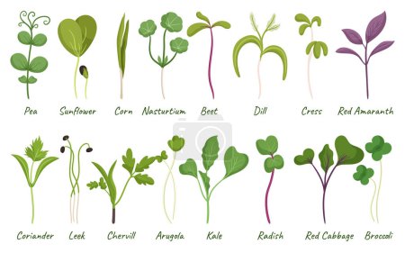 Illustration for Microgreens Pea, Sunflower, Corn and Nasturtium. Beet, Dill, Cress and Red Amaranth. Coriander, Leek, Chervil and Arugula. Kale, Radish, Red Cabbage and Broccoli Sprouts. Cartoon Vector Illustration - Royalty Free Image