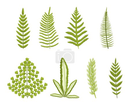 Illustration for Set of Fern, Lush, Green Ancient Plant With Intricate Fronds That Unfurl In Beautiful Patterns. Isolated Botanical Elements on White. Delicate, Feathery Leaves, Foliage. Cartoon Vector Illustration - Royalty Free Image