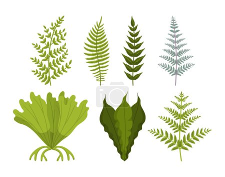 Illustration for Lush Green Fern Foliage, Delicate Fronds, This Resilient Plant Thrives In Shade, Adding A Touch Of Natural Elegance To Any Garden Or Indoor Space. Botanical Elements Collection. Vector Illustration - Royalty Free Image