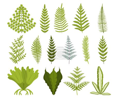 Illustration for Set of Lush, Green Fern With Delicate, Feathery Leaves. Thrives In Shady Environments And Adds A Touch Of Elegance With Its Unique Fronds. Cartoon Vector Plants Isolated on White Background - Royalty Free Image