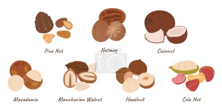Illustration for Nuts Collection, Pine Nut, Nutmeg, Coconut, Macadamia Cashew, and Manchurian Walnut, Hazelnut or Cola Nut Kernels Isolated on White Background. Cartoon Vector Illustration, Icons Set - Royalty Free Image