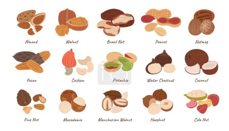 Illustration for Nuts Collection, Almond, Walnut, Brazil and Peanut with Nutmeg. Pecan, Cashew, Pistachio and Water Chestnut. Coconut, Pine Nut, Macadamia and Manchurian, Hazelnut or Cola Nut. Cartoon Vector Set - Royalty Free Image