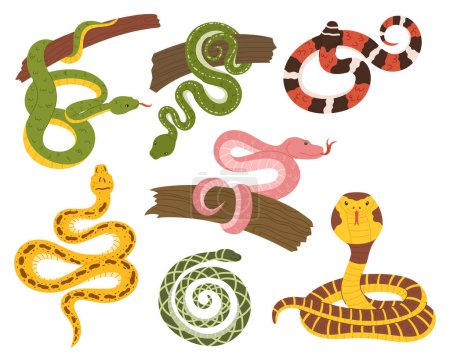 Ilustración de Colección de serpientes, mostrando escalas vibrantes y patrones intrincados. Desde serpientes resbaladizas hasta maravillas enrolladas, cada criatura encarna la belleza fascinante de la naturaleza y el encanto enigmático. Set de vectores - Imagen libre de derechos