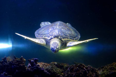 Photo for Large marine, oceanic turtle in an illuminated aquarium - Royalty Free Image