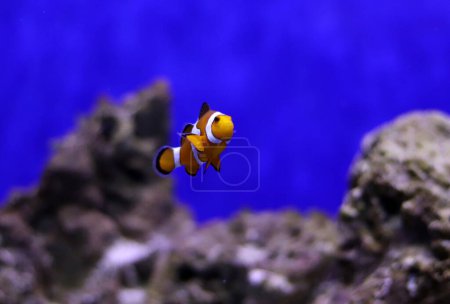 Photo for Colored clown fish in an aquarium with lighting - Royalty Free Image