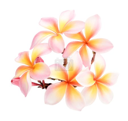 Photo for Pink  white plumeria, frangipani flowers isolated on white background.  Hawai flowers look and sweet - Royalty Free Image