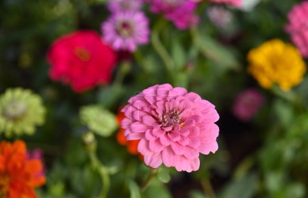 Photo for Beautiful pink colorful zinnia elegans flowers in garden. - Royalty Free Image