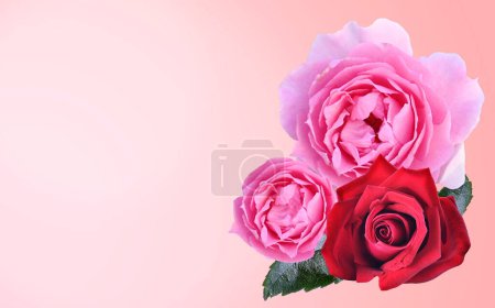 Photo for Pink and red roses on pink  background.Beautiful fresh roses for Valentine's Day - Royalty Free Image