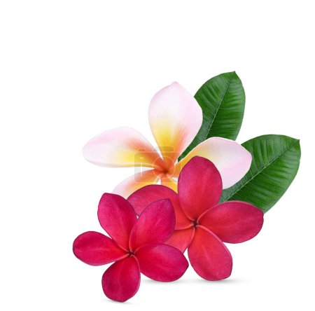 Photo for Plumeria, frangipani flowers red ,red ,pink  isolated on white background. - Royalty Free Image