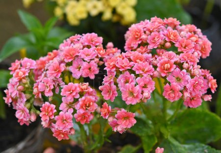 Photo for Kalanchoe blossfeldiana pink flowering in garden. - Royalty Free Image