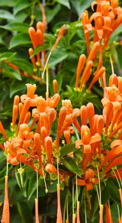 Photo for Flower orange trumpet vine or flame vine flowers,  taken on shallow depth of field on a natural background - Royalty Free Image