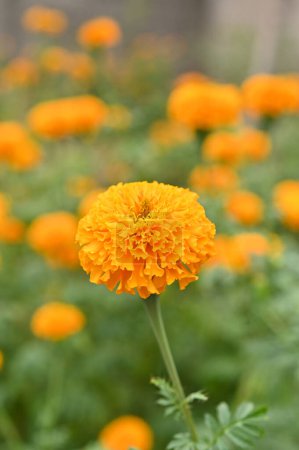 Photo for Marigold flowers bloom in the garden. - Royalty Free Image