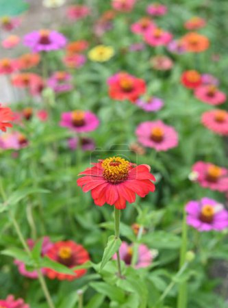 Photo for Zinnia elegans flowers in the park . - Royalty Free Image