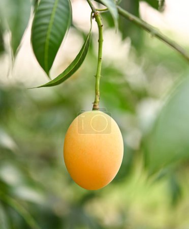 Photo for Sweet yellow Marian plum or Plum Mango on the tree.Tropical  summer fruit call Mayongchid  in Thailand . - Royalty Free Image