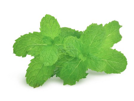 Photo for Peppermint leaf on the white background. - Royalty Free Image