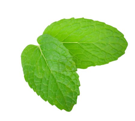 Photo for Two  fresh Mint leaves isolated on white background. clipping path . - Royalty Free Image